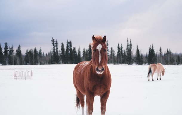На Львівщині до прибирання снігу залучили коня