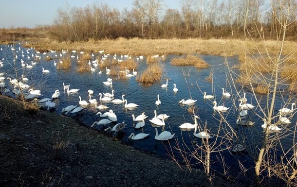 На территории Латвии впервые обнаружили птичий грипп