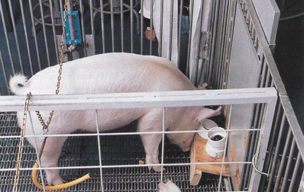 Вчених приголомшили розумові здібності свиней