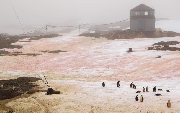 В Антарктиді сніг став рожевим