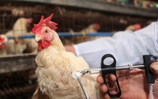 Выявлен первый случай заражения человека птичьим гриппом нового типа