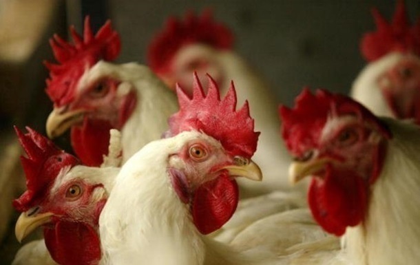 У Нідерландах знищать понад 120 тисяч курей через пташиний грип