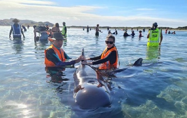 У Новій Зеландії на мілину викинулися близько 50 дельфінів