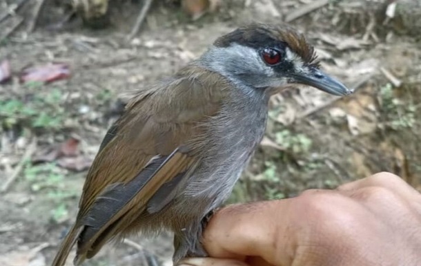 На Борнео заново відкрили унікальну птицю