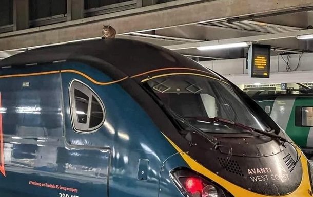 В Лондоне задержали скоростной поезд из-за  кошки-наездницы 