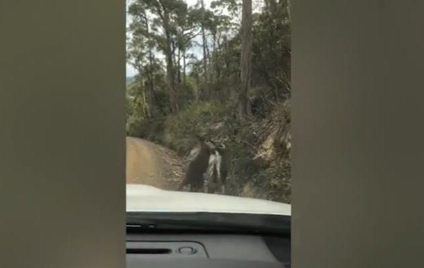 В Австралії зняли бійку кенгуру на дорозі