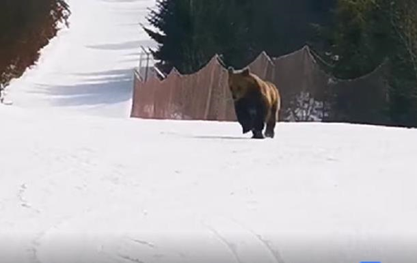 Лижник відволік ведмедя, щоб врятувати людей