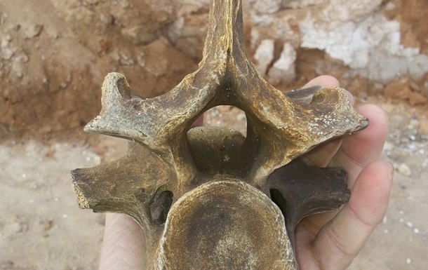 На берегу Черного моря найдены останки доисторического животного