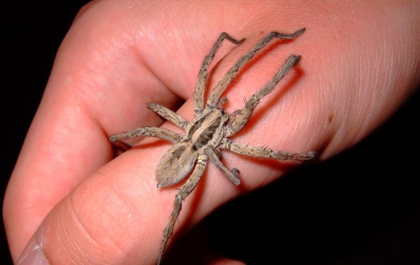 Топ 10 Самых ядовитых и опасных пауков на планете, даже не приближайся!