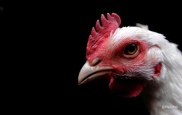 Экспорт украинской курятины в ЕС возобновляется