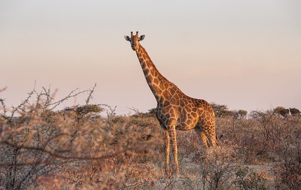 У жирафа нашли уникальный ген, защищающий от гипертонии