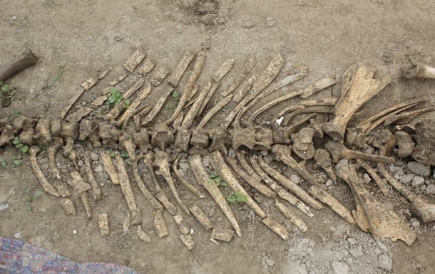 В Узбекистане найдены останки древнего носорога