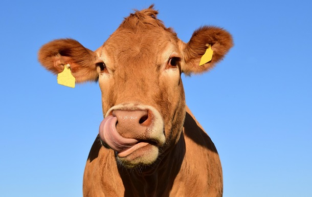 Кількість метану в атмосфері залежить від раціону корів - вчені