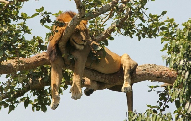 У нацпарку Уганди знайдені розчленованими шість левів