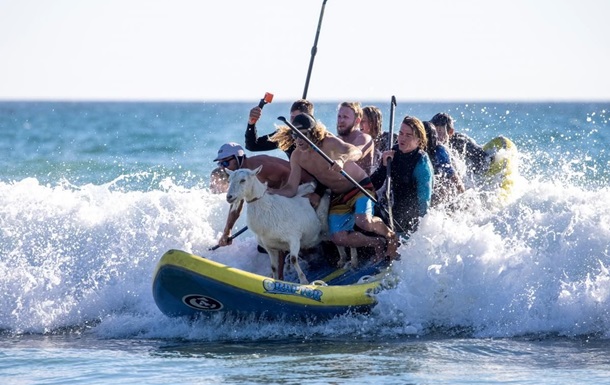 Незвичайний серфінг: у Каліфорнії плавають на хвилях з козлом