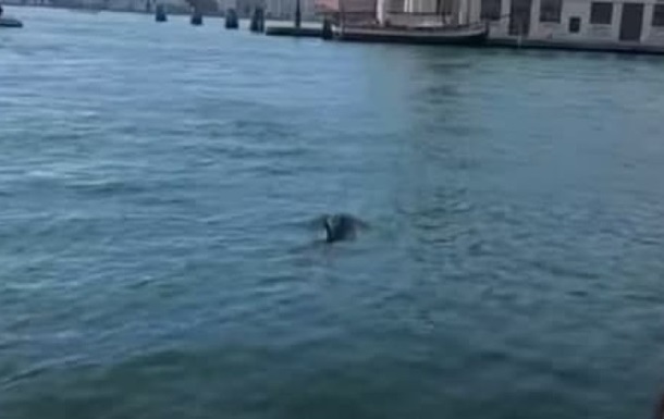 У водах Венеції помітили дельфінів