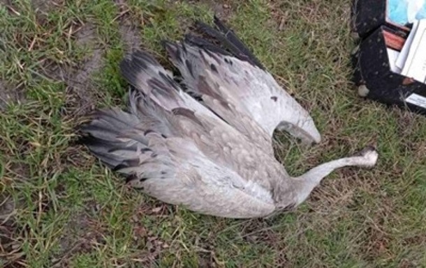 Поліція отримала 25 повідомлень про загибель птахів в Асканії-Новій - ЗМІ