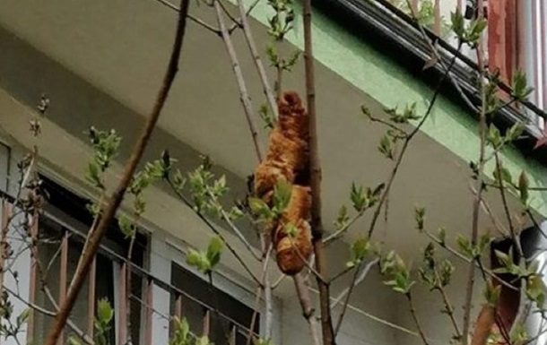 В Кракове круассан на дереве перепутали с игуаной