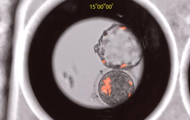 Биологи создали гибридные эмбрионы человека и макаки