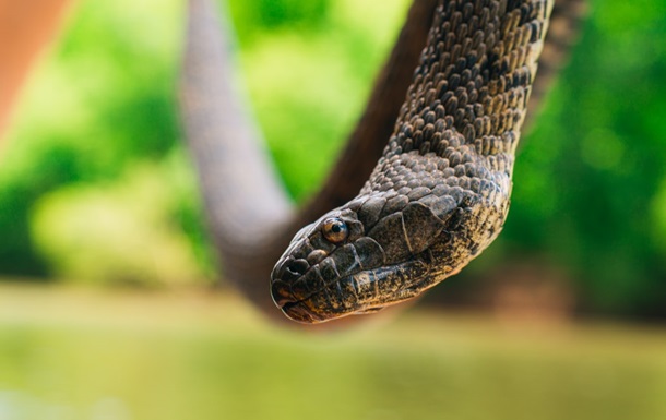 Как содержать змей дома? Краткое руководство — Блог Планета Экзотики