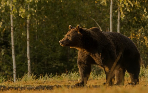 Принца Лихтенштейна обвинили в убийстве самого крупного медведя в ЕС