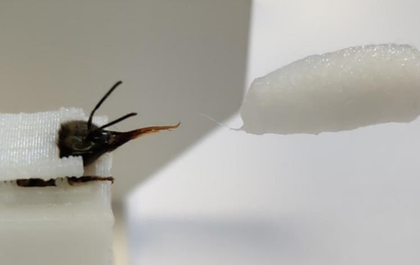 Вчені навчили бджіл виявляти коронавірус за запахом