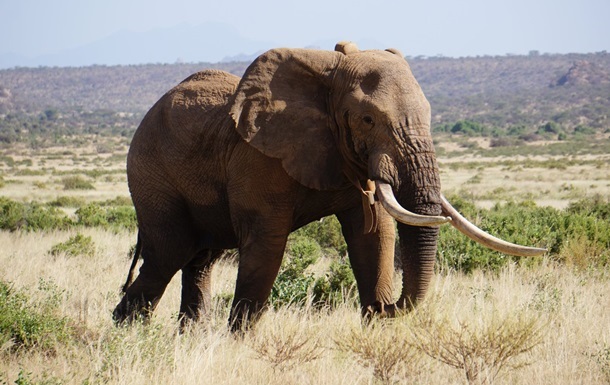 У Кенії стартував національний перепис дикої природи