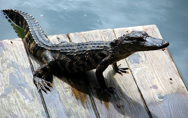 На узбережжі Кирилівки знайшли мертвого крокодила
