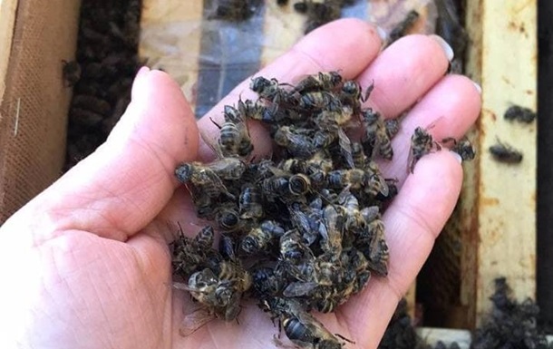 На Закарпатті загинули мільйони бджіл під час пересилання Укрпоштою