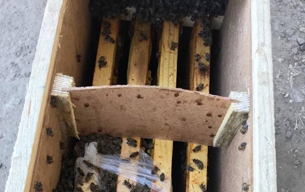 Бджоли в посилках Укрпошти почали оживати