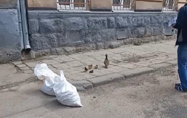 У Львові патрульні врятували дику качку з каченятами