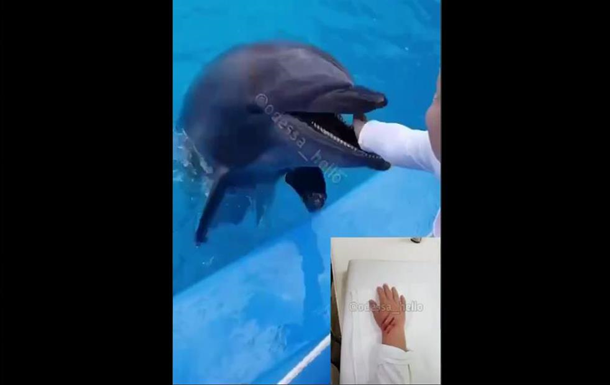 В Одессе дельфин укусил мальчика