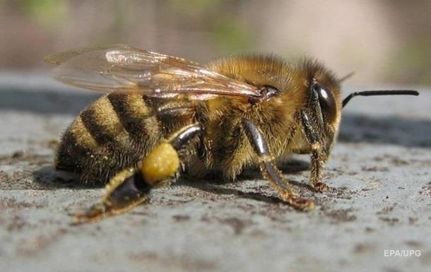 В Ровенской области мужчина умер от укусов пчел