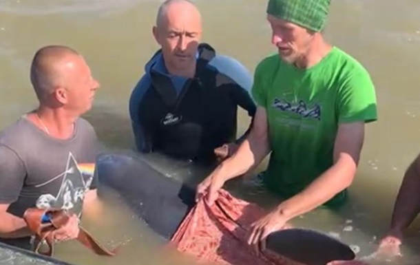 Полицейские с отдыхающими спасли дельфина
