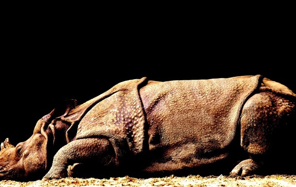 У Китаї відкрили новий вид гігантського носорога