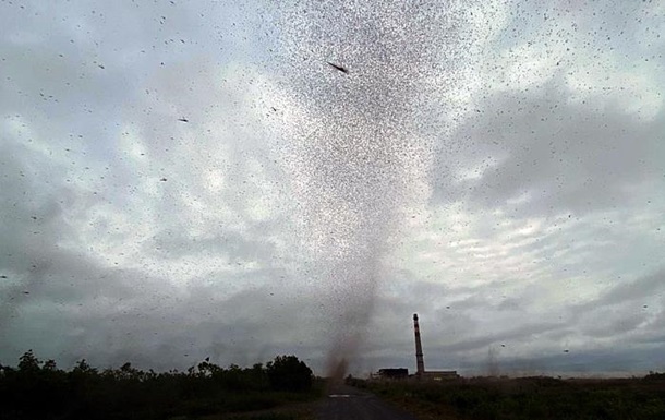 На Камчатці зняли на відео смерч з комарів