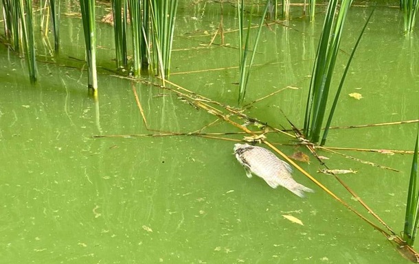 В Черкасской области погибла рыба в водохранилище