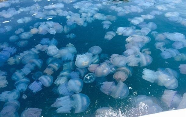 Вчений пояснив навалу медуз в Азовському морі