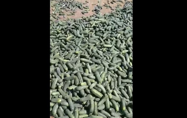 Нетоварний вигляд: український фермер знищив сотні кілограмів огірків