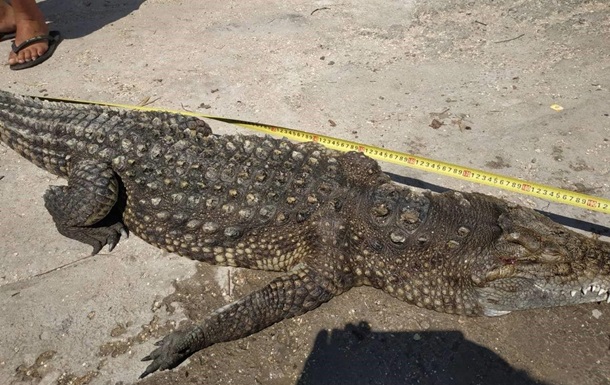 Крокодила на Арабатській Стрілці дістали з води мертвим