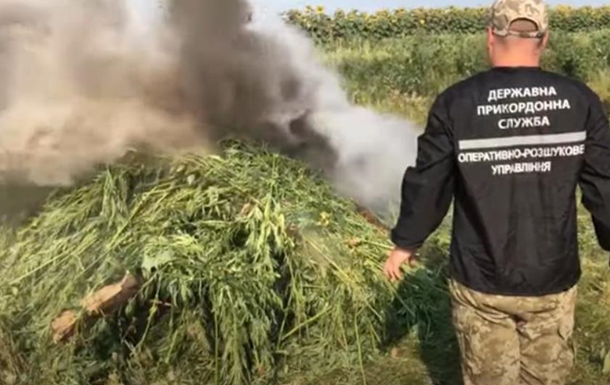 На Луганщине уничтожили 20 тысяч кустов конопли