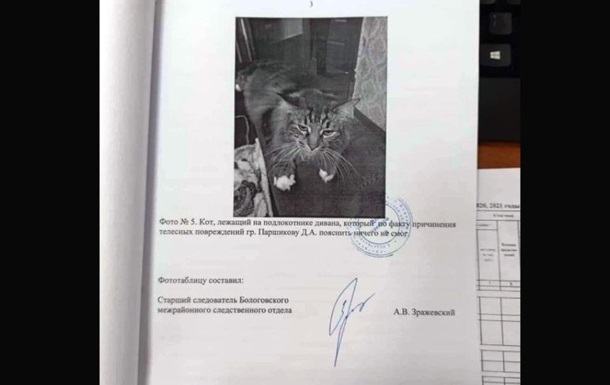 Пояснить ничего не смог : в РФ  свидетелем  по уголовному делу стал кот