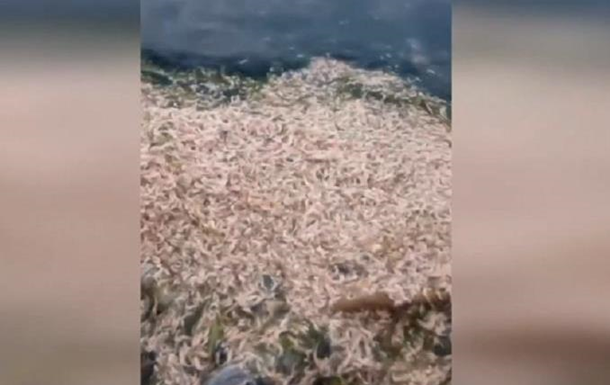 Возле Одессы массово гибнут рыба и креветки