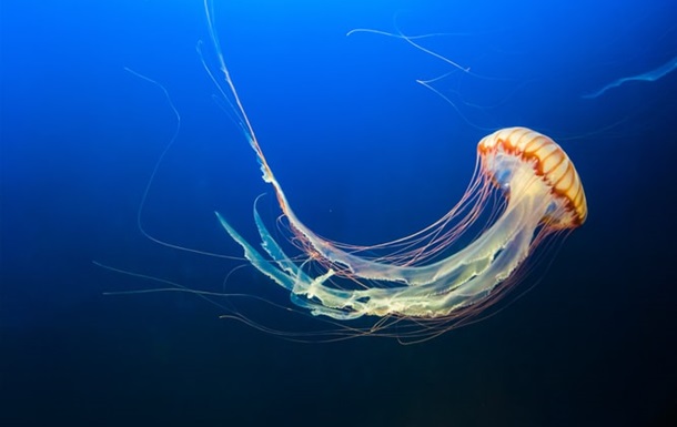 МОЗ дав рекомендації постраждалим від медуз