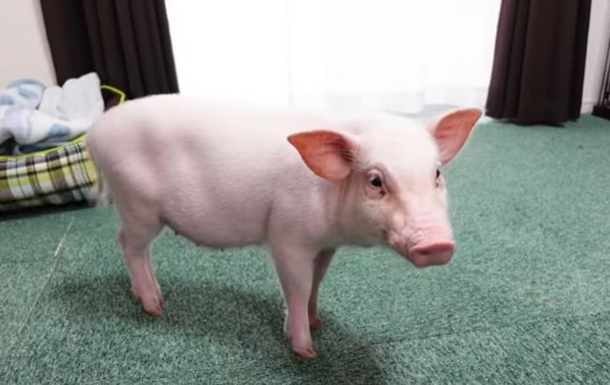 Жінка вела блог про свою свиню, а потім її з їла