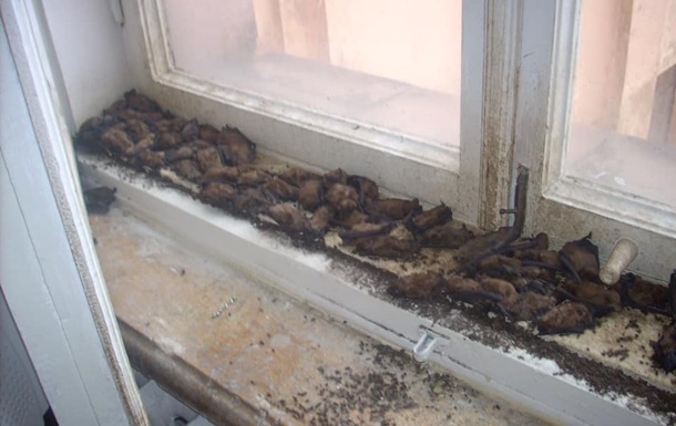 У харківському ВНЗ виявили десятки кажанів