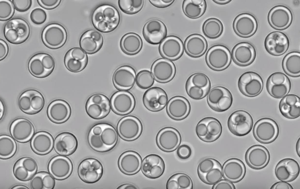 Ученые создали искусственную  клетку-пылесос 