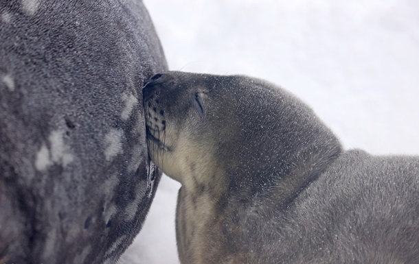 Возле украинской полярной станции родились тюлени