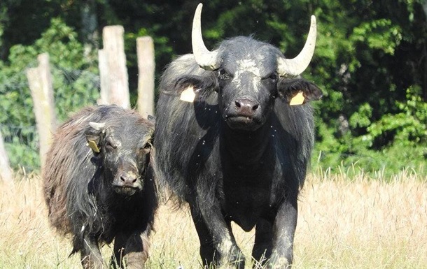 В Тернополе сбежавшие из зооуголка буйволы гуляли по дороге