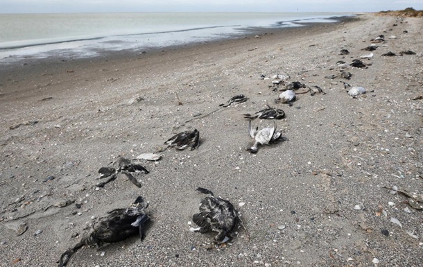 В массовой гибели птиц на оккупированных берегах Сиваша Россия обвинили Украину